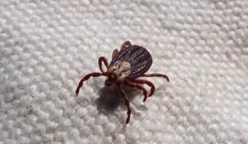 mite-2151688_1920