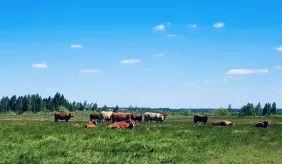 Rupūs miltai
